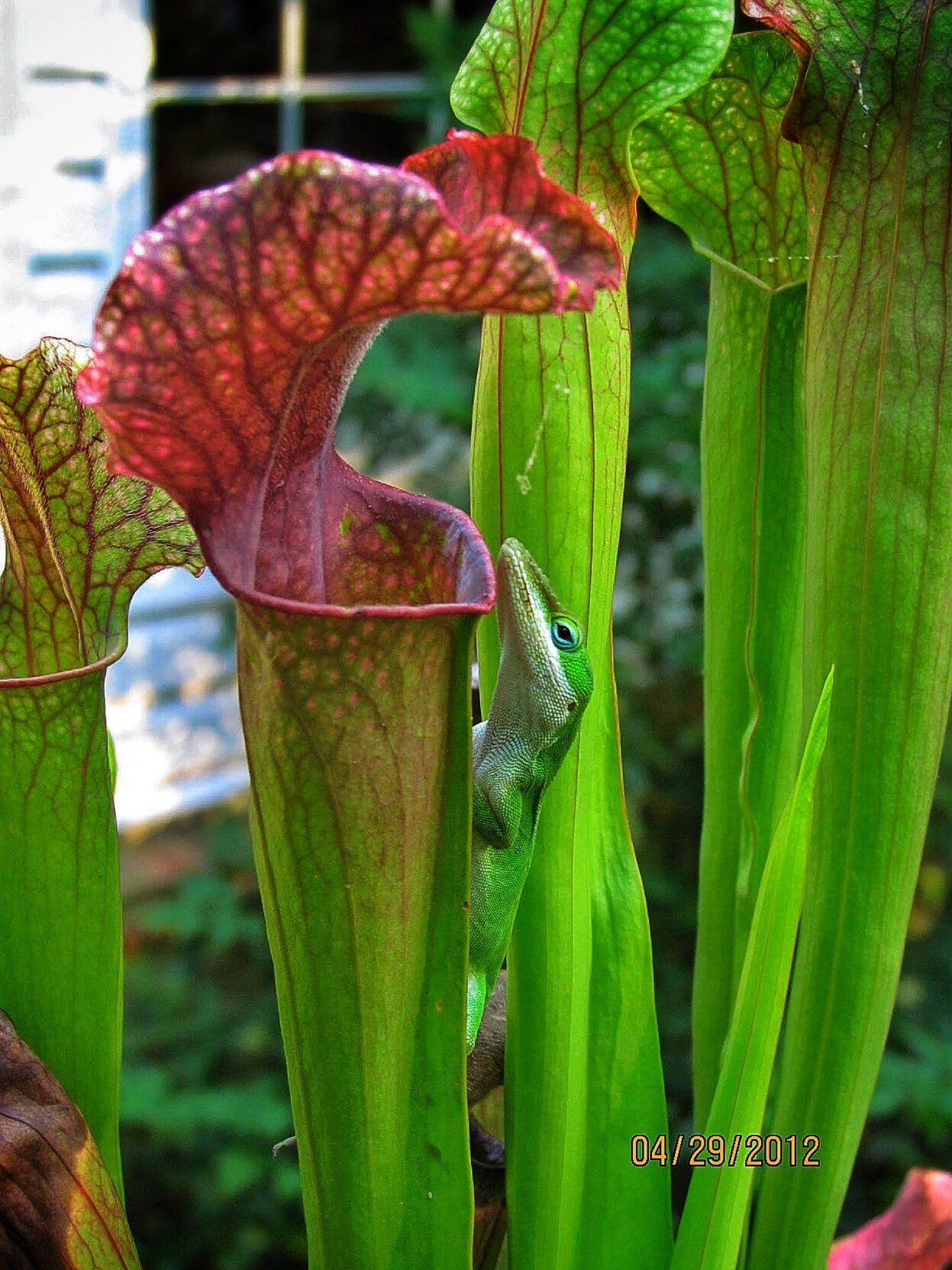 pitcher plant with bloom